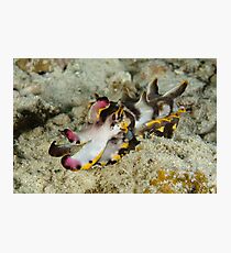 Flamboyant cuttlefish - Metasepia pfefferi Photographic Print