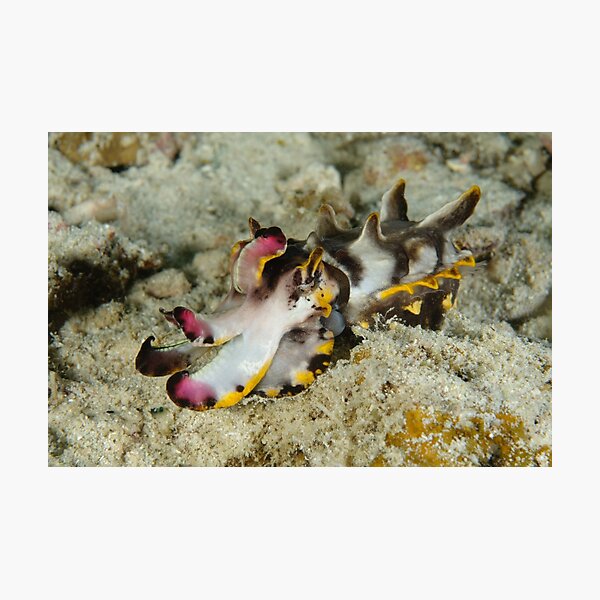 Flamboyant cuttlefish - Metasepia pfefferi Photographic Print