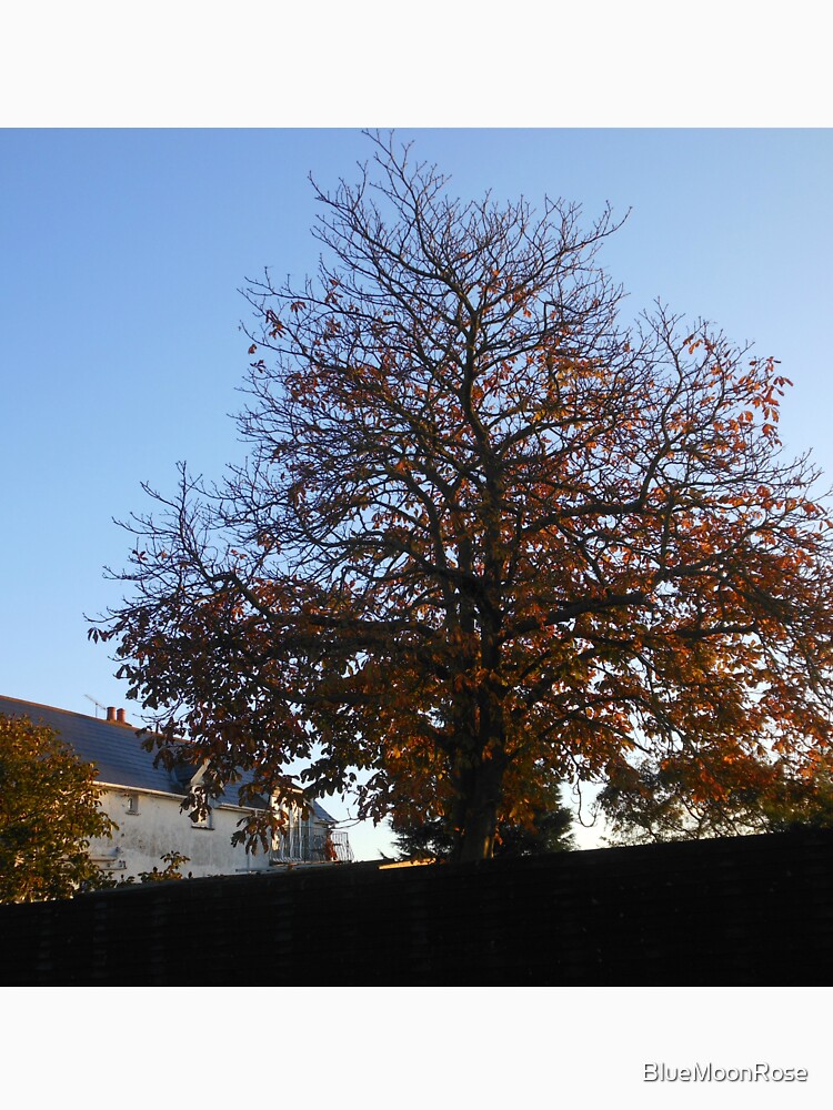 A Tree in Autumn at Sunrise by BlueMoonRose