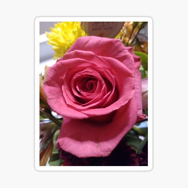Pretty in Pink Rose Sticker