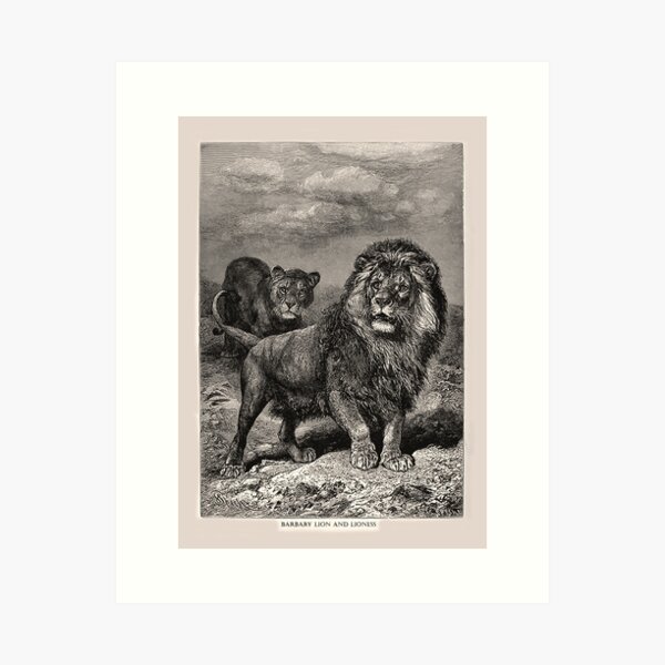 Wall Mural Male Extinct in the wild Barbary Lion in Snow - PIXERS.US