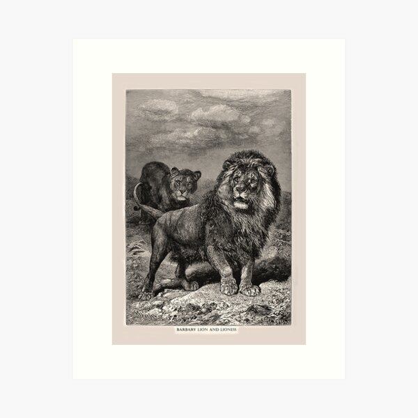 Barbary Lion With Approaching Snow Storm Wall Art, Canvas Prints