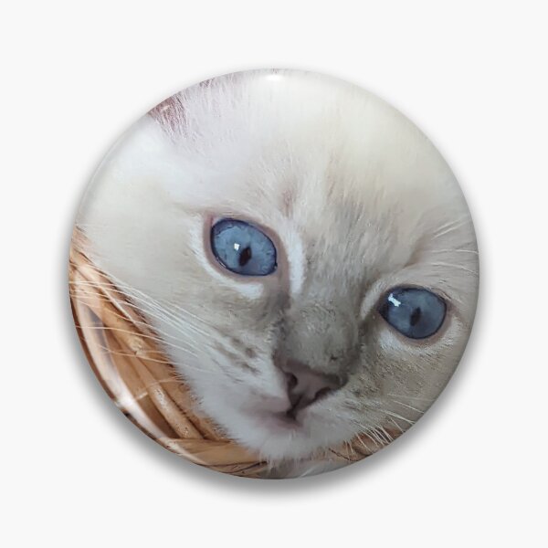 Item preview, Lynx ragdoll kitten designed and sold by Fluffycat2020.