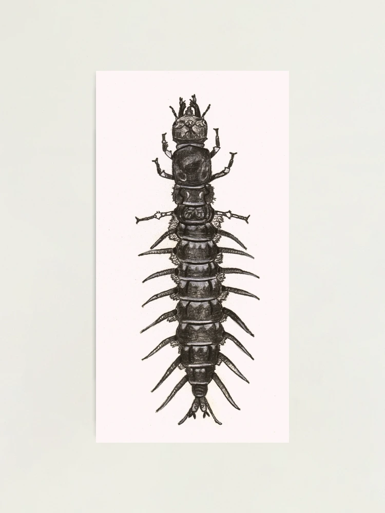 Hellgrammite Photographic Print for Sale by Stephanie Wilker
