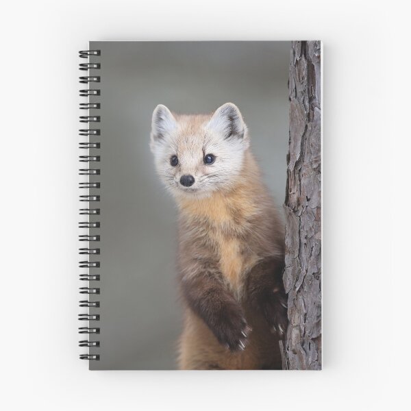 Item preview, Curious Pine Marten designed and sold by mlorenz.