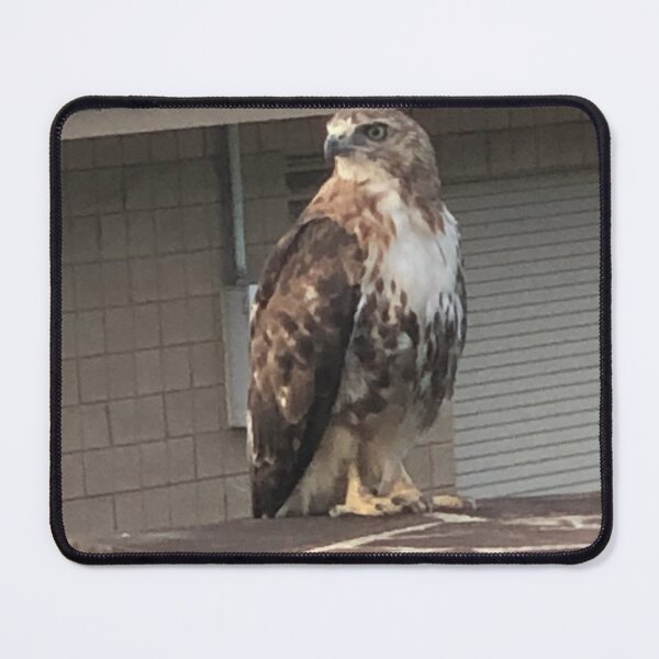 Item preview, Red Tailed Hawk 1 designed and sold by zwrr16.