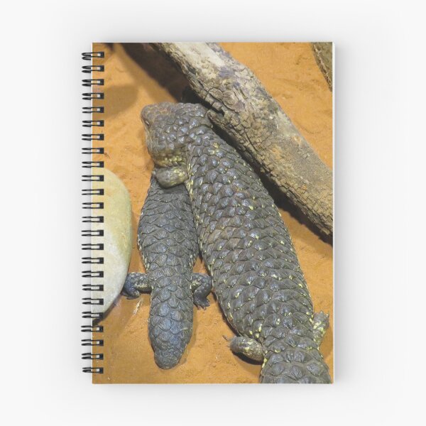 Item preview, Two shingleback lizards designed and sold by greentiger1.