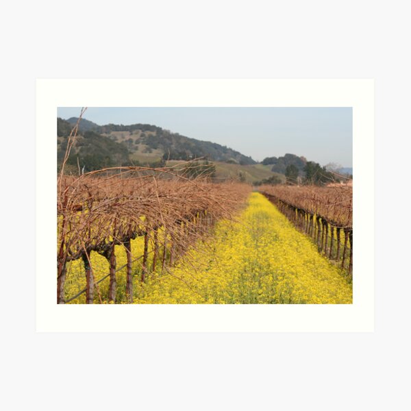 Mustard in the Vineyards Art Print