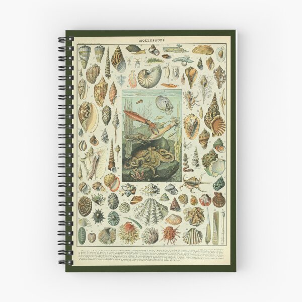 Item preview, Adolphe Millot Mollusques - Vintage Mullosk Illustration designed and sold by molamode.