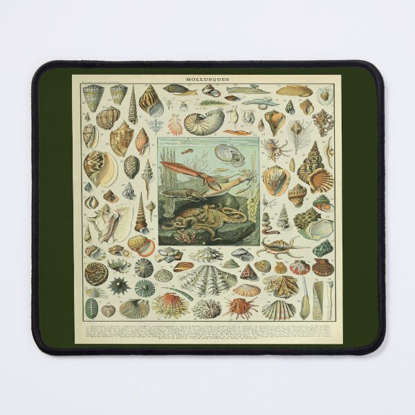 Item preview, Adolphe Millot Mollusques - Vintage Mullosk Illustration designed and sold by molamode.