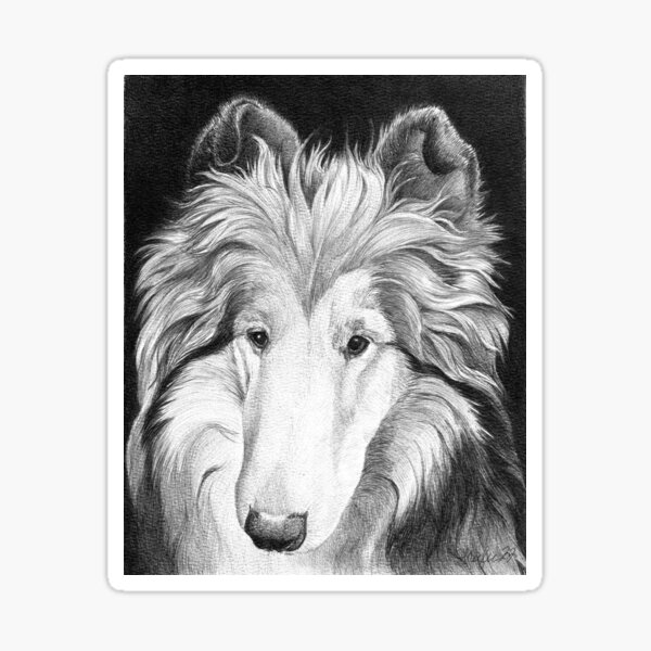 PENNY// rough collie Sticker