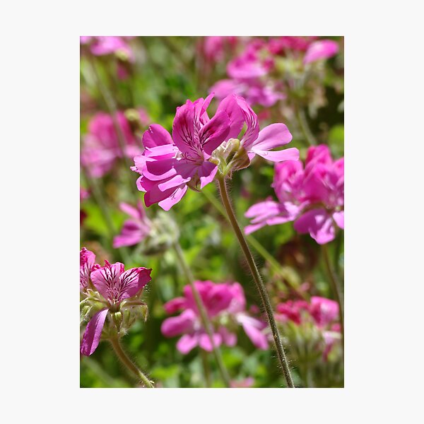 Item preview, Pink Delight designed and sold by Rainbow Farm Photography.