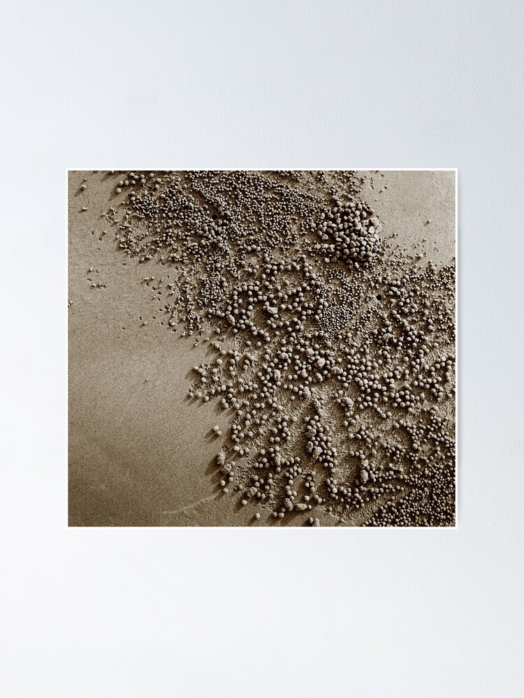 Alternate view of Beach harvest Poster