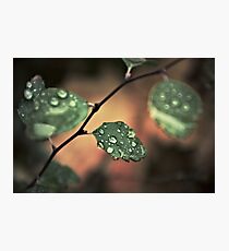 Drops and Leaves Photographic Print
