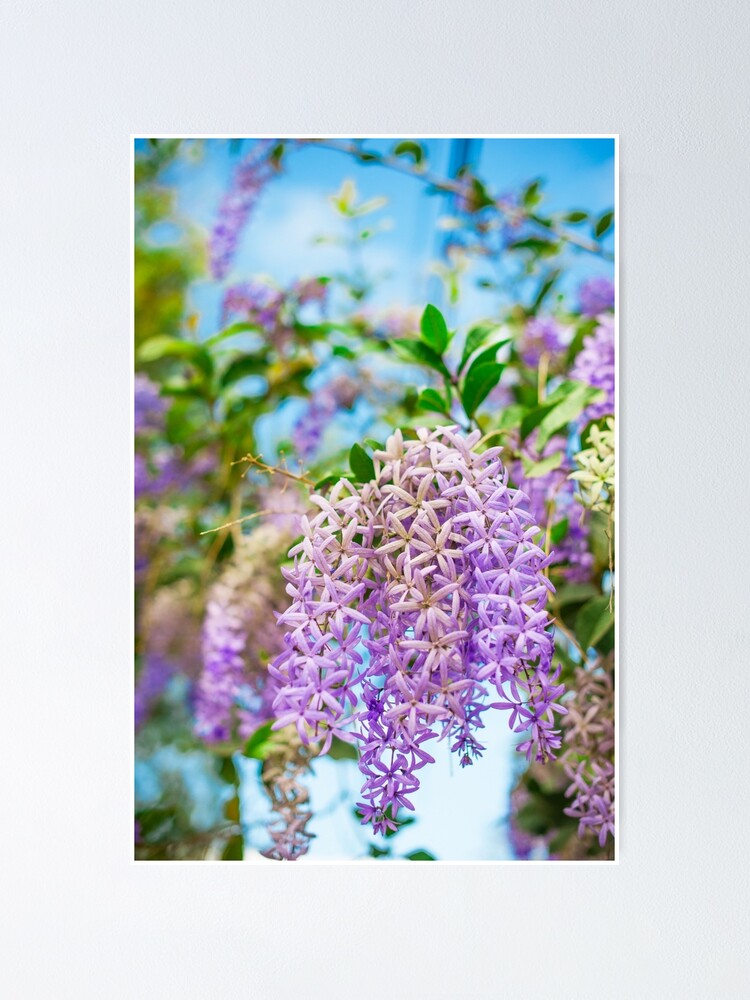 Thumbnail 1 of 3, Poster, Spring blossom designed and sold by runlenarun.