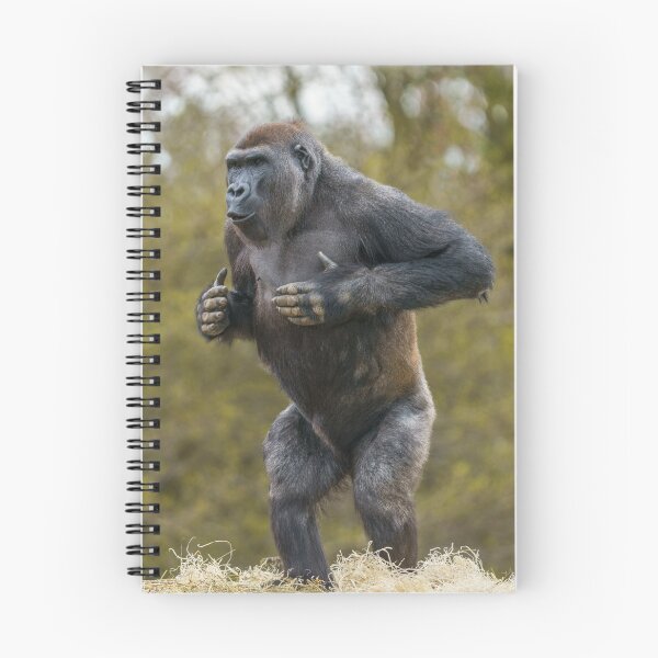 Item preview, Chest Beating Gorilla designed and sold by rawshutterbug.