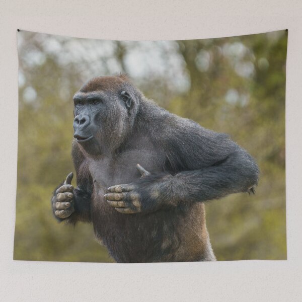 Item preview, Chest Beating Gorilla designed and sold by rawshutterbug.