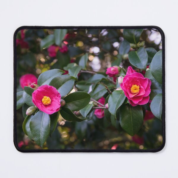 Item preview, Hot Pink Camellias Glowing in the Shade designed and sold by Georgia Mizuleva.