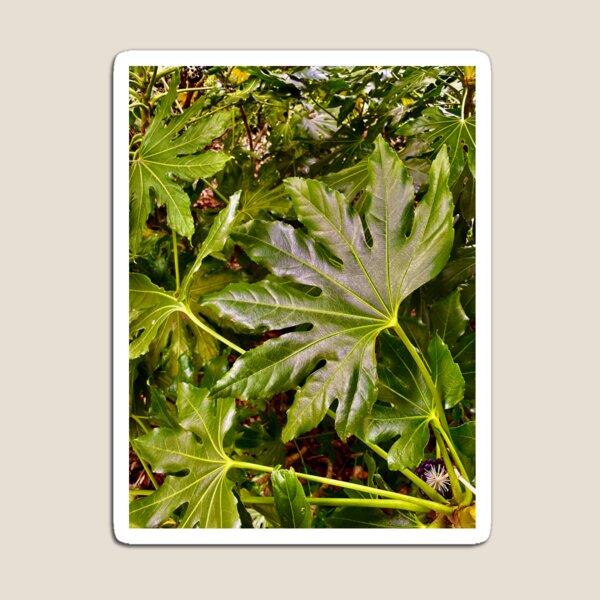 Item preview, Giant green leaves of Fatsia Japonica designed and sold by NesheYx.