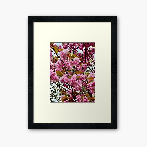 Sakura in Clissold Park Framed Art Print