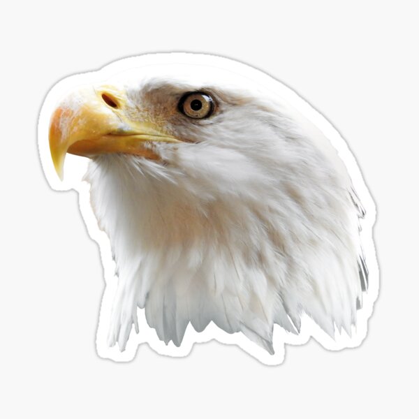 Item preview, Bald eagle head - eagle art designed and sold by AlexSin.