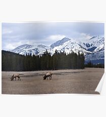 Jasper National Park Poster