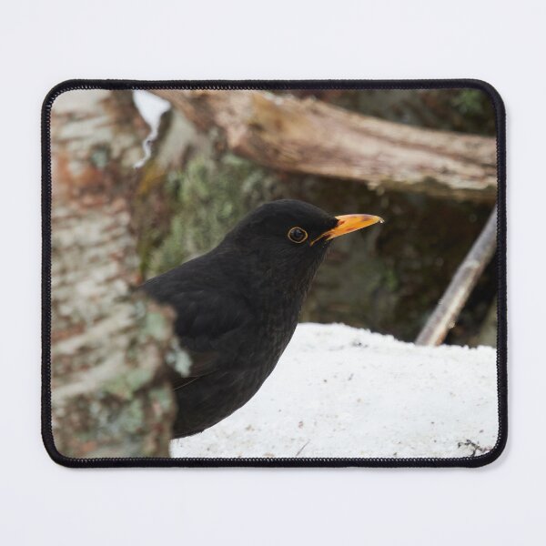 Item preview, Hide and seek. Common blackbird designed and sold by Jouko Lehto Photography.