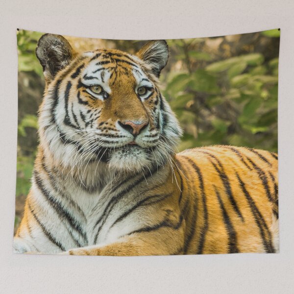 Item preview,  panoramic,panoramic wall art, panoramic canvas Tapestries,Tapestry,throw blankets,comforters,tiger,animal, animals,tiger wall art,tiger artwork,tigers,wild,tiger art,tiger painting, designed and sold by eyesight4vision.