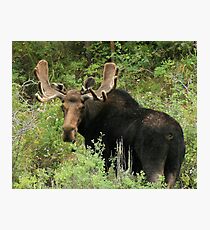 East Canyon Moose Photographic Print