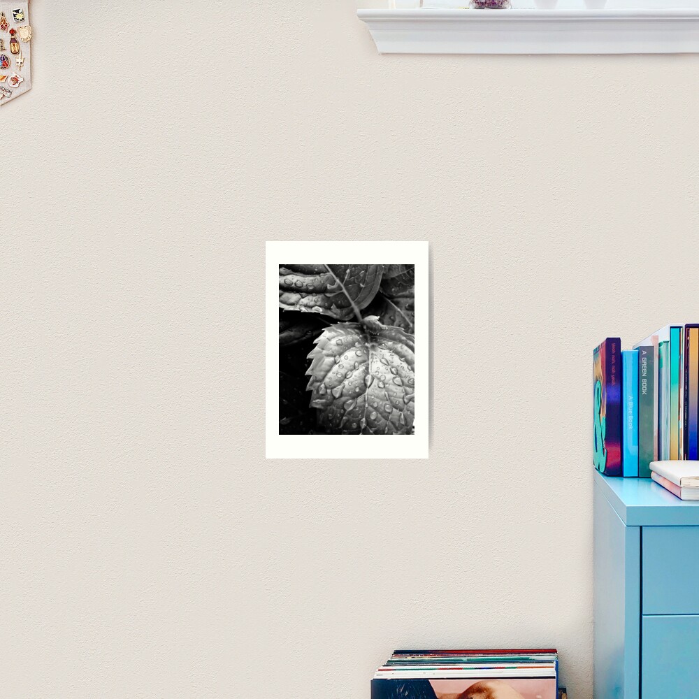 Hydrangea raindrops III Art Print