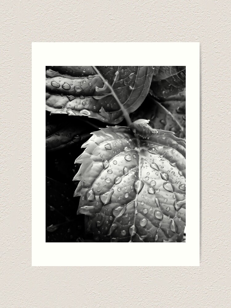 Alternate view of Hydrangea raindrops III Art Print