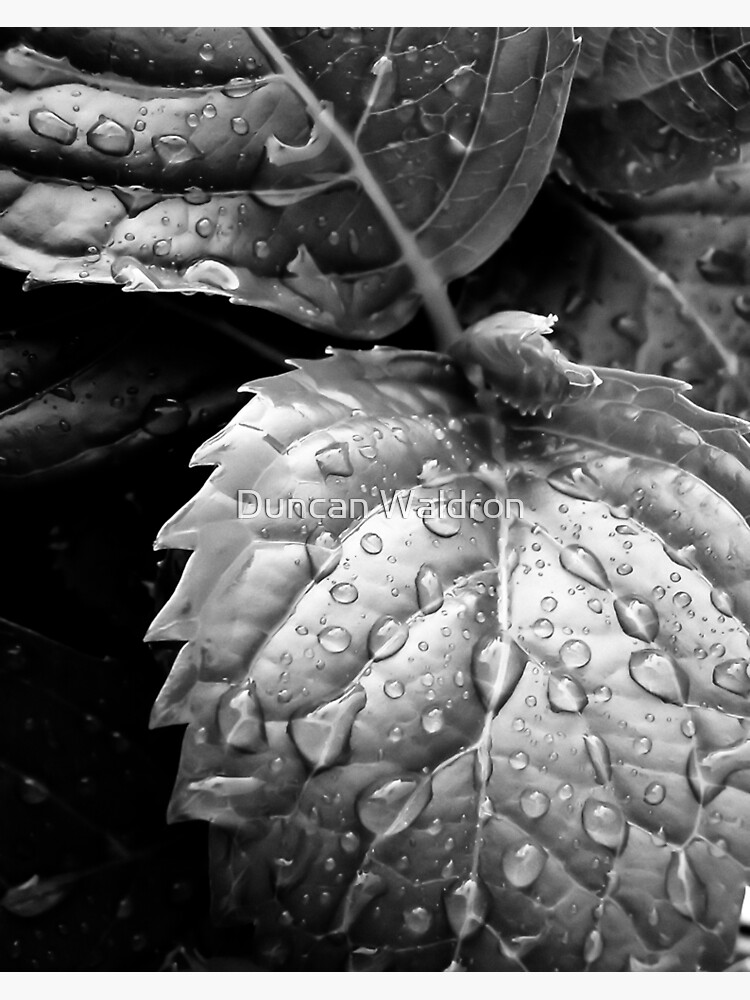 Hydrangea raindrops III by DuncanW