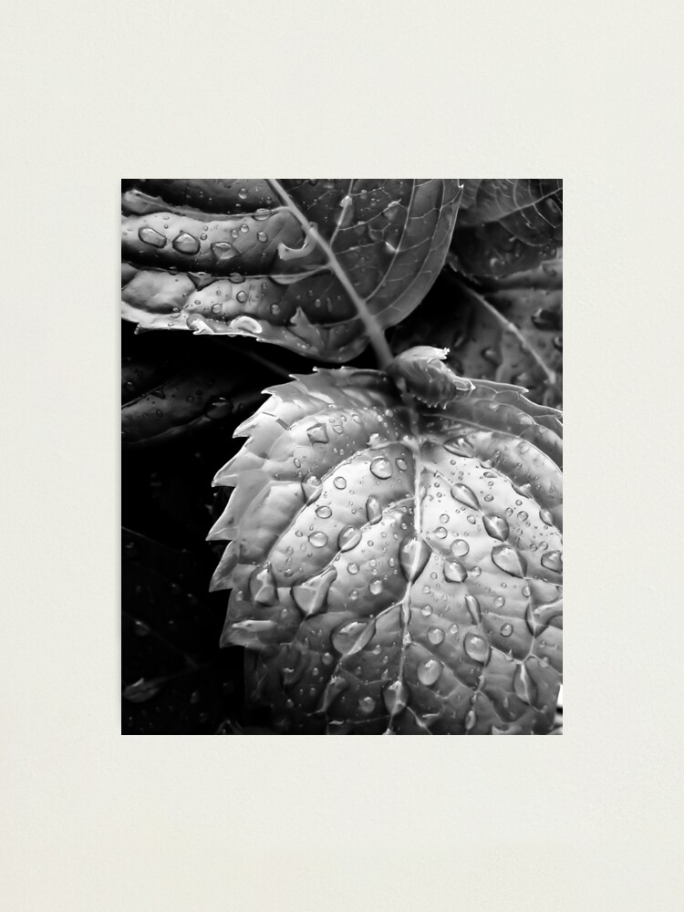 Alternate view of Hydrangea raindrops III Photographic Print