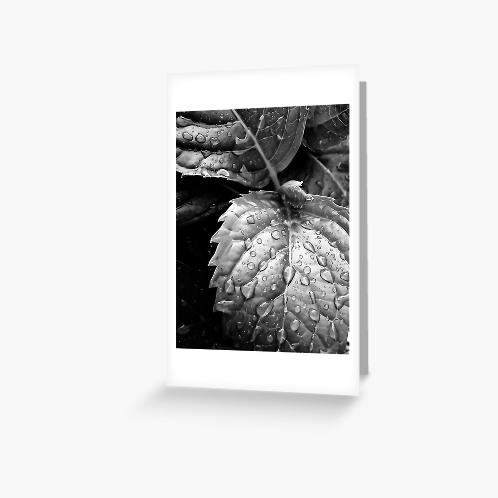 Hydrangea raindrops III Greeting Card