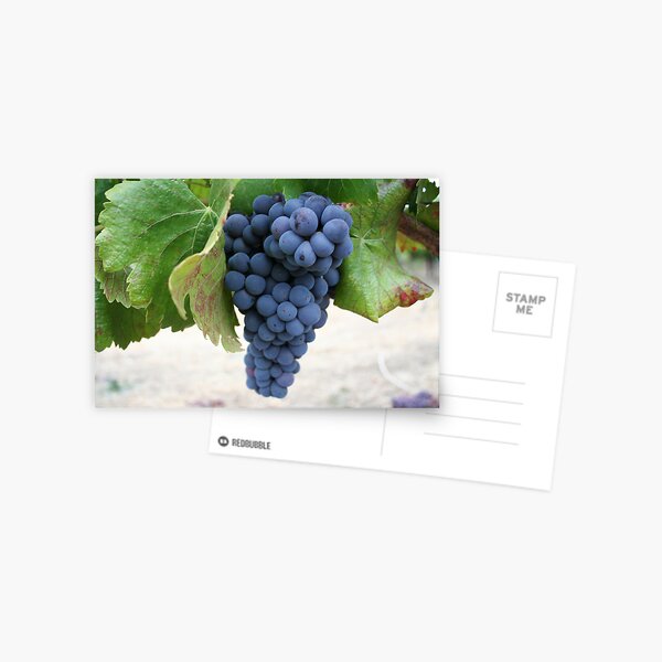 Bundle of Joy Postcard