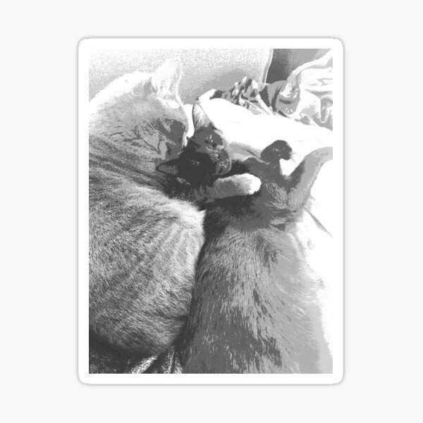 Black and White cats snuggling Sticker