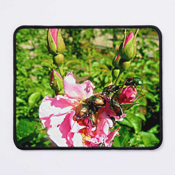 Item preview, Pink rose for lunch designed and sold by Shulie1.