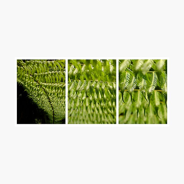 Scale4-SilverFern Photographic Print