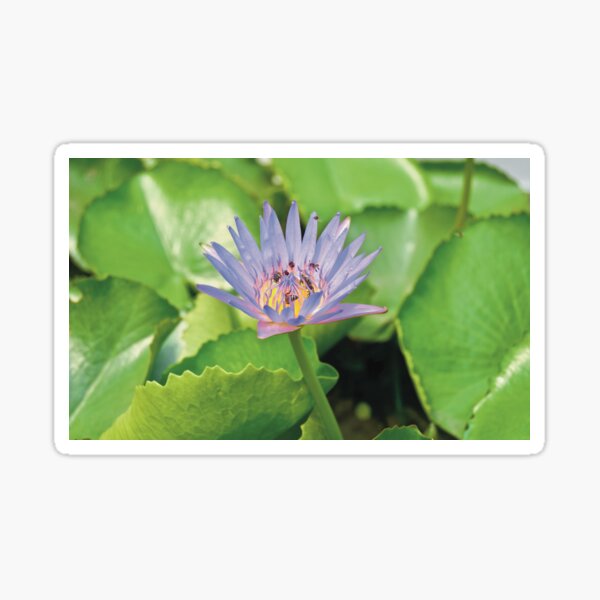 Purple flower Sticker