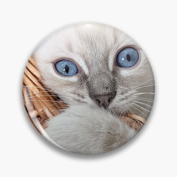 Item preview, Copy of Lynx ragdoll kitten designed and sold by Fluffycat2020.