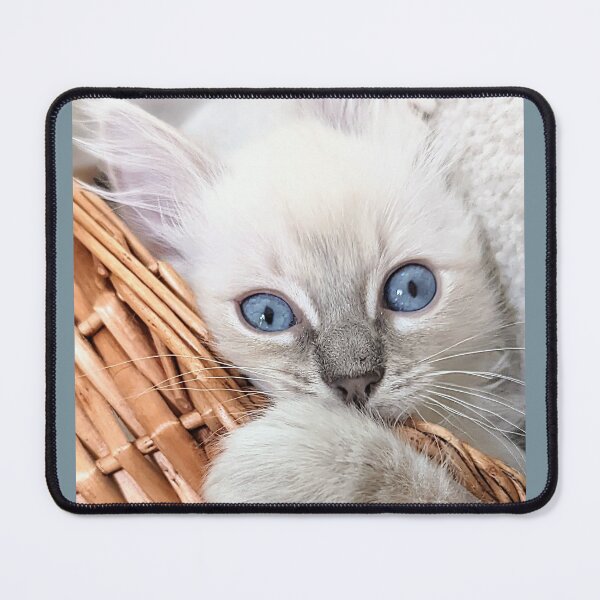 Item preview, Copy of Lynx ragdoll kitten designed and sold by Fluffycat2020.