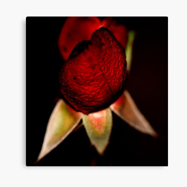 Love Bumps Canvas Print