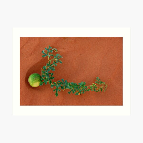 Life in the sand Art Print