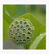 Lotus Pod Photographic Print