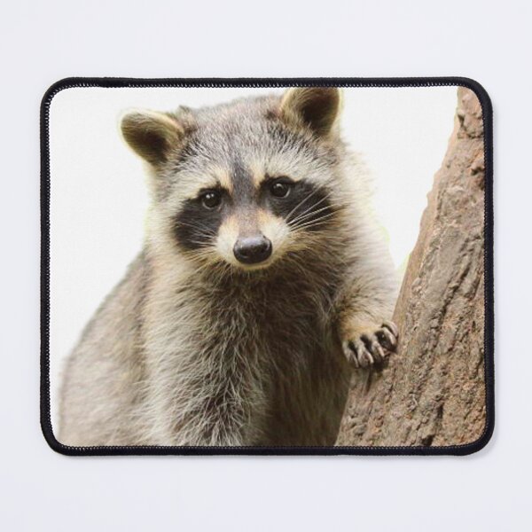 Item preview, Cute racoon in nature designed and sold by Racoonzz.