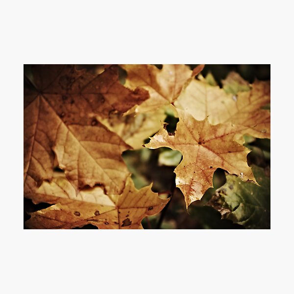 Fellowship of the leaf Photographic Print
