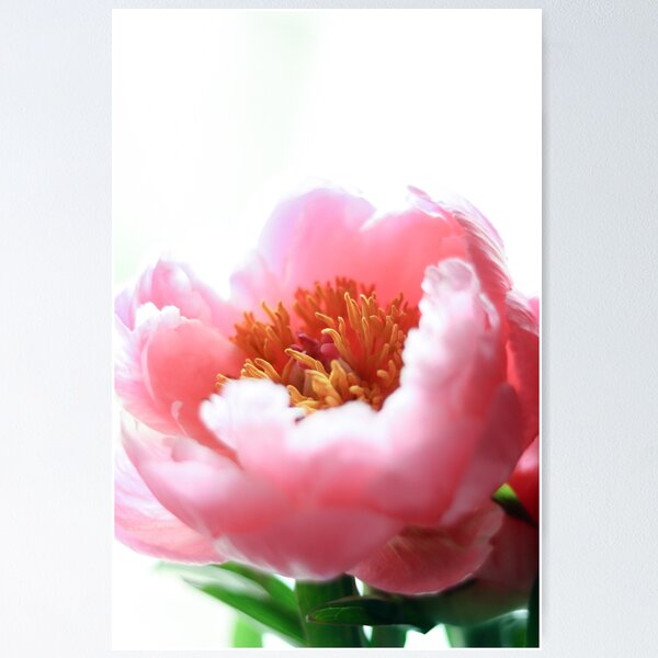 Item preview, Bedside Peony 1 designed and sold by photolodico.