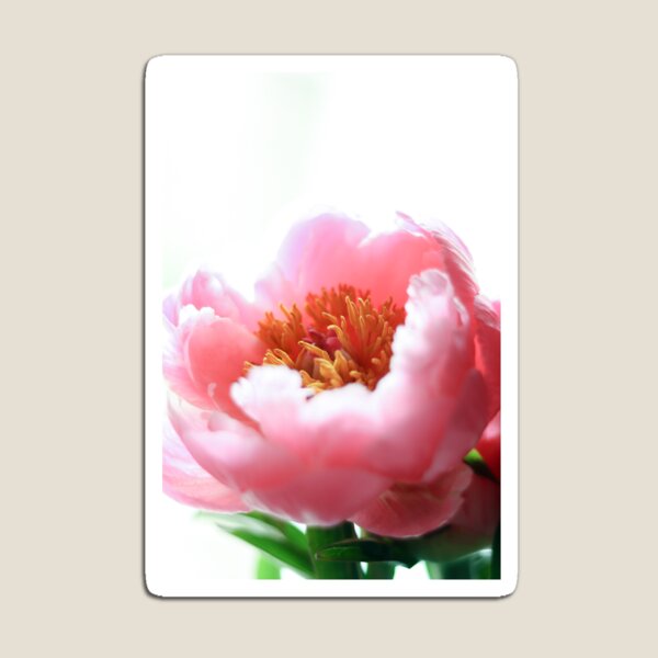 Item preview, Bedside Peony 1 designed and sold by photolodico.