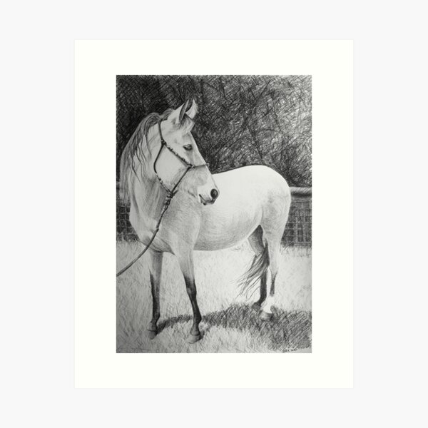 Horse  by Adelaide Artist Avril Thomas Art Print