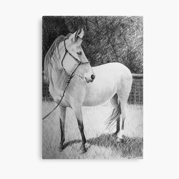 Horse by Adelaide Artist Avril Thomas Canvas Print